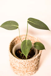 Homalomena havinlandii